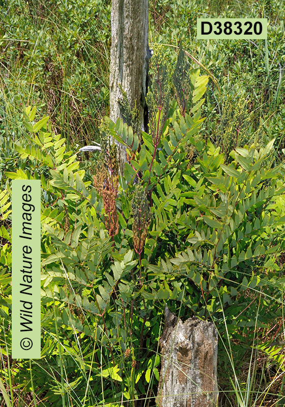 Osmunda regalis Royal Fern Osmunda spectabilis